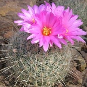 Meet your Posher, Robin